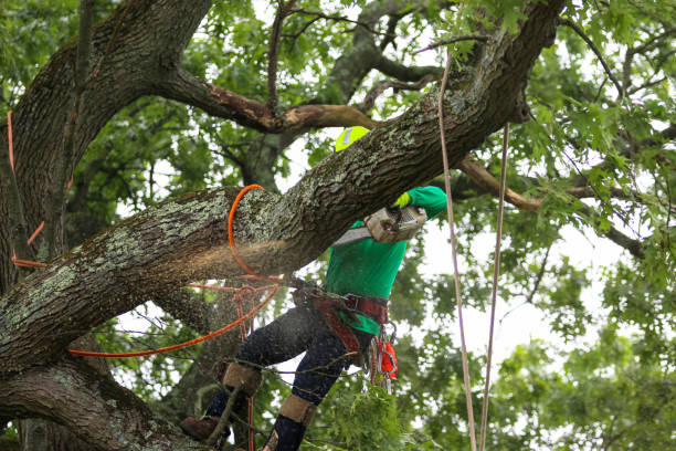  , USA Tree Removal Services Pros